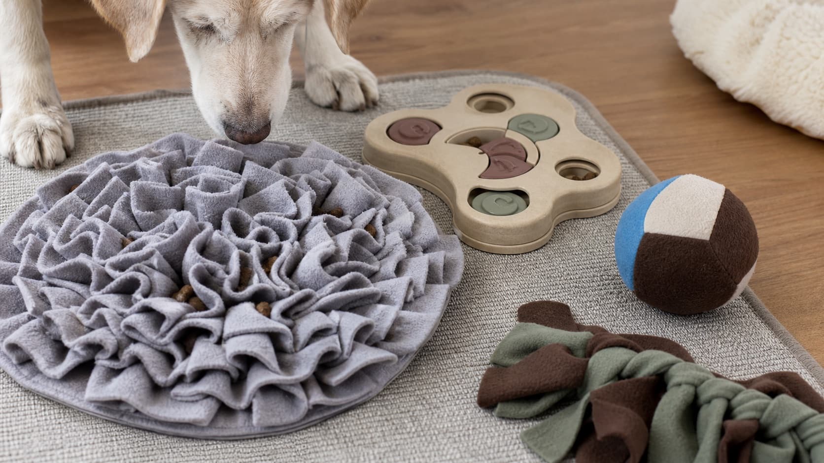 Generic snuffle, puzzle, and soft toy setup for gentle senior dog play